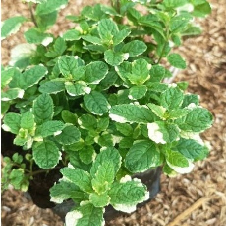 tanaman herb pineapple mint mint varigata