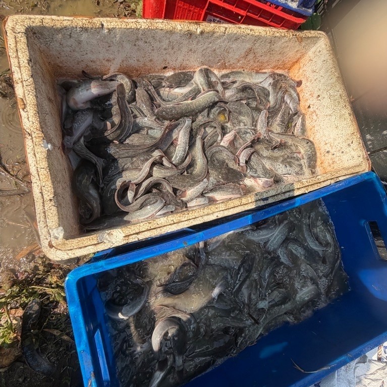 JUAL IKAN LELE KOMSUMSI FRESH HIDUP /IKAN LELE