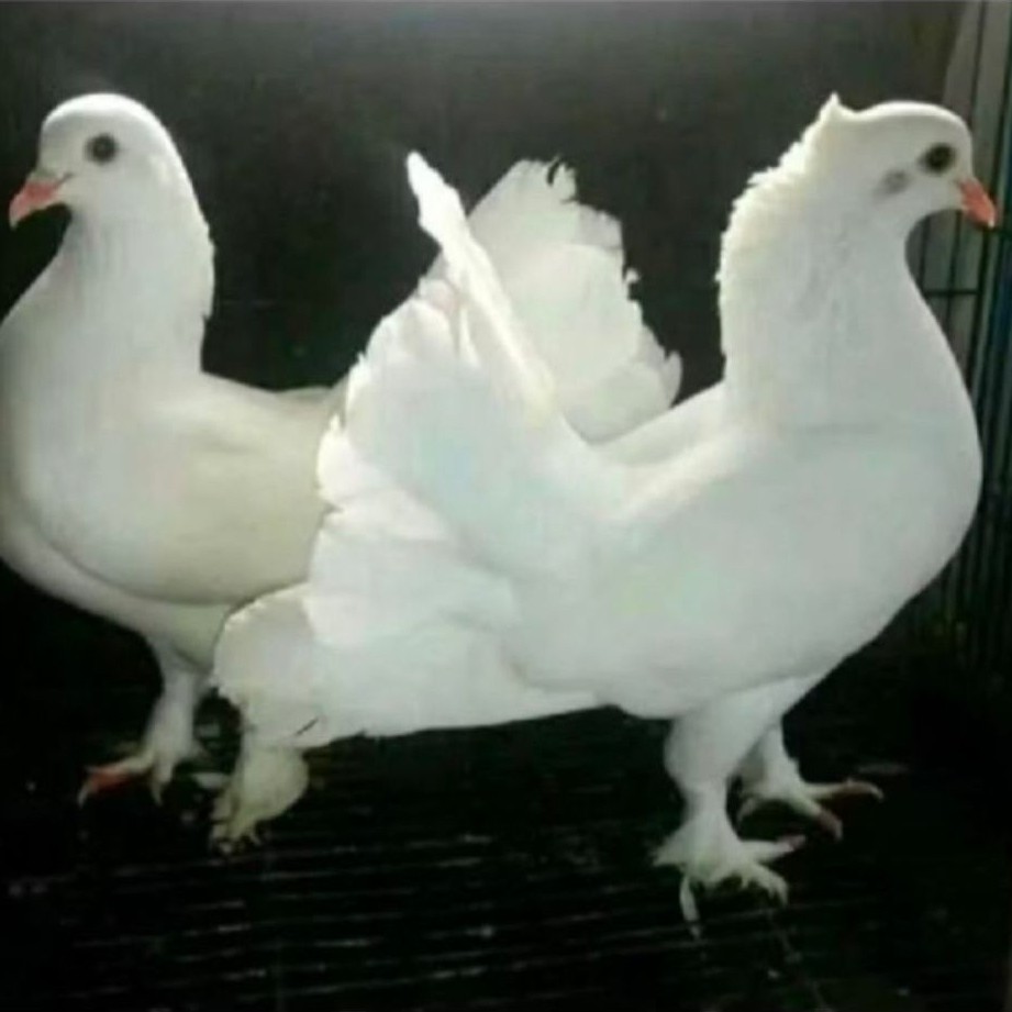 MERPATI KIPAS sepasang