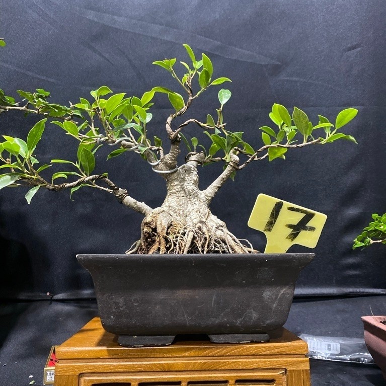 Bonsai Beringin Kimeng Ori prokar prospek Mame
