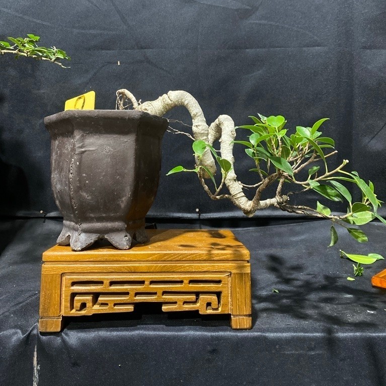 Bonsai kimeng cascade