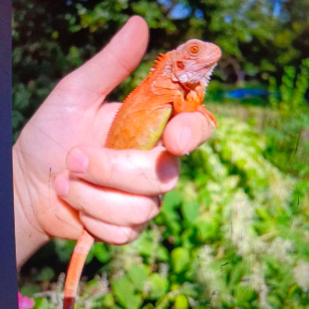 Red Iguana