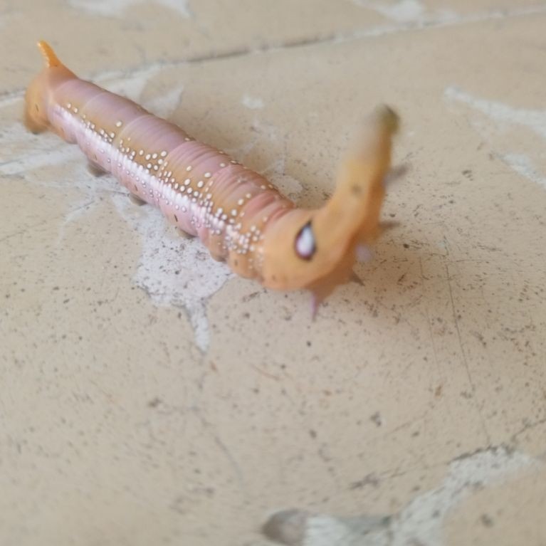 Arowana Sr Super Red Anakan 50cm Ulat Bulu