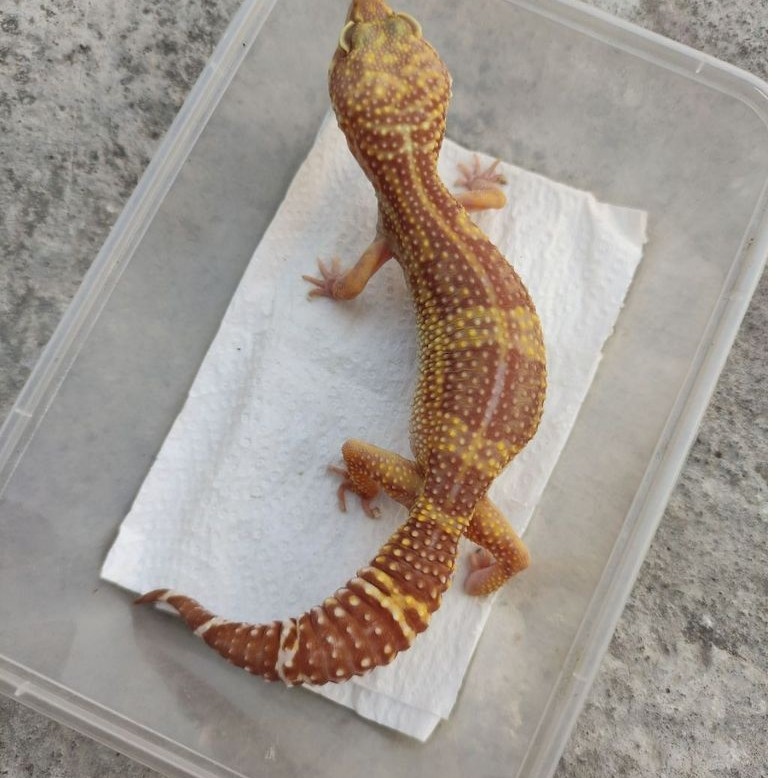 MAINAN ANAK GECKO DEWASA CHOCO_FEMALE