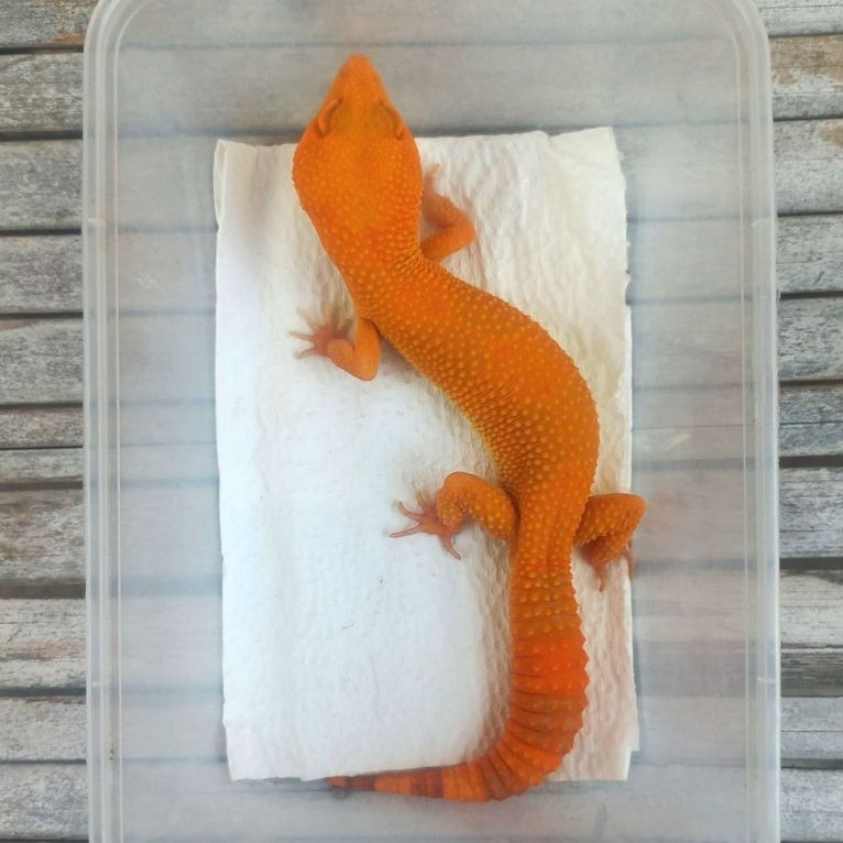 MAINAN GECKO SUNGLOW TOMATO FULL CT ADULT SESUAI FOTO
