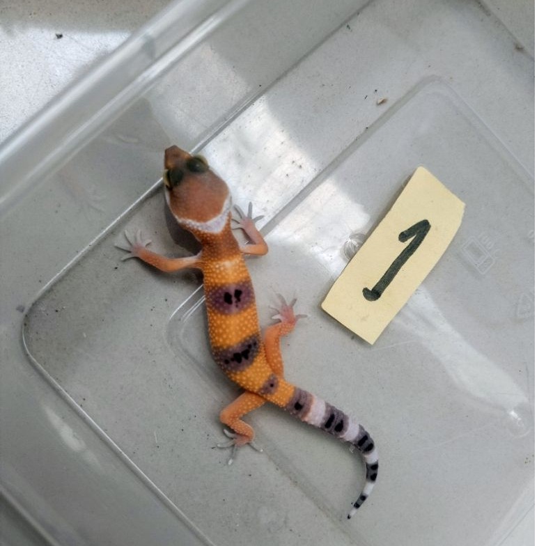 Leopard Gecko