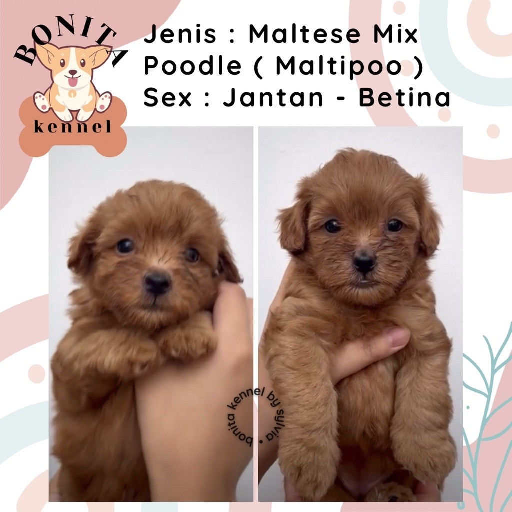 Maltese Mix Poodle Particolor Maltipoo Anjing Maltis Poodle Jantan Betina