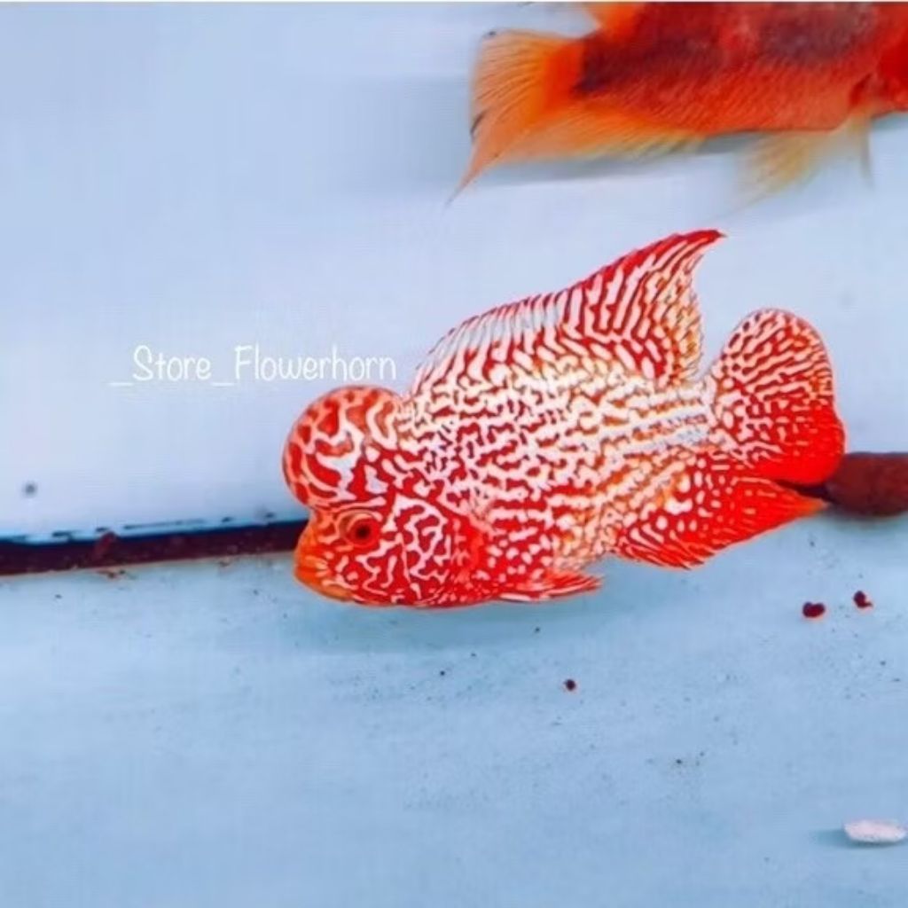 Burayak Ikan Louhan Kamfa F2 GB/GOLDENBASE Thailand Super Red