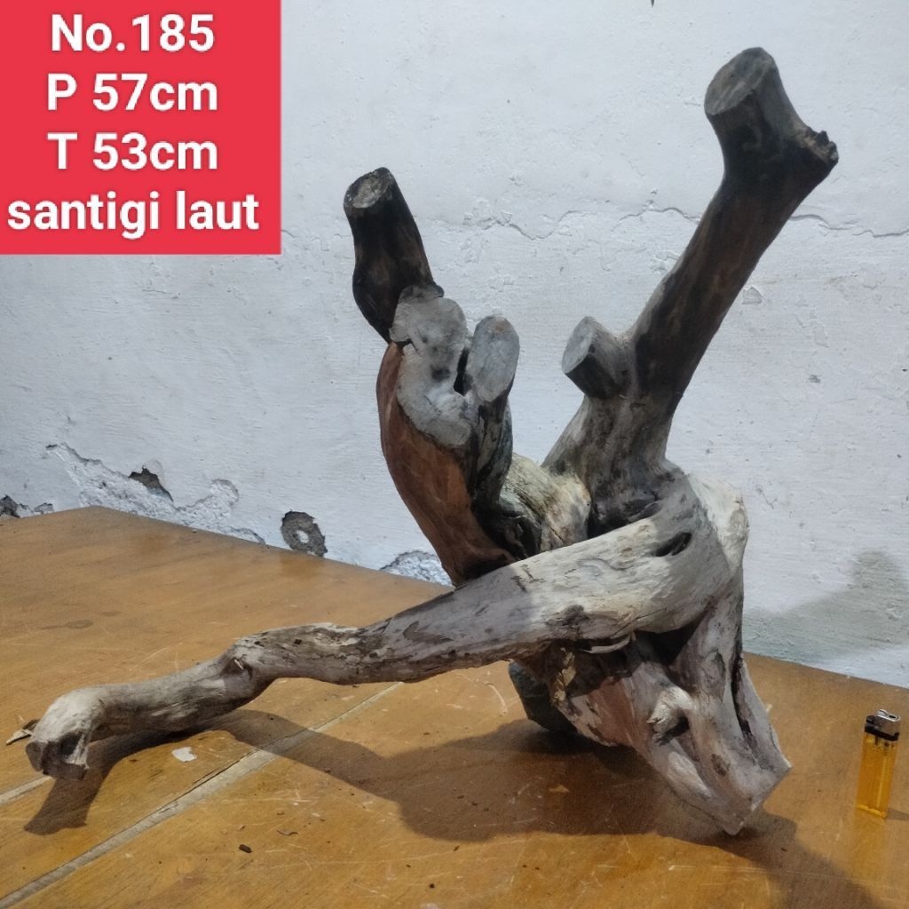 kayu santigi laut akar santigi laut aquascape aquarium 185
