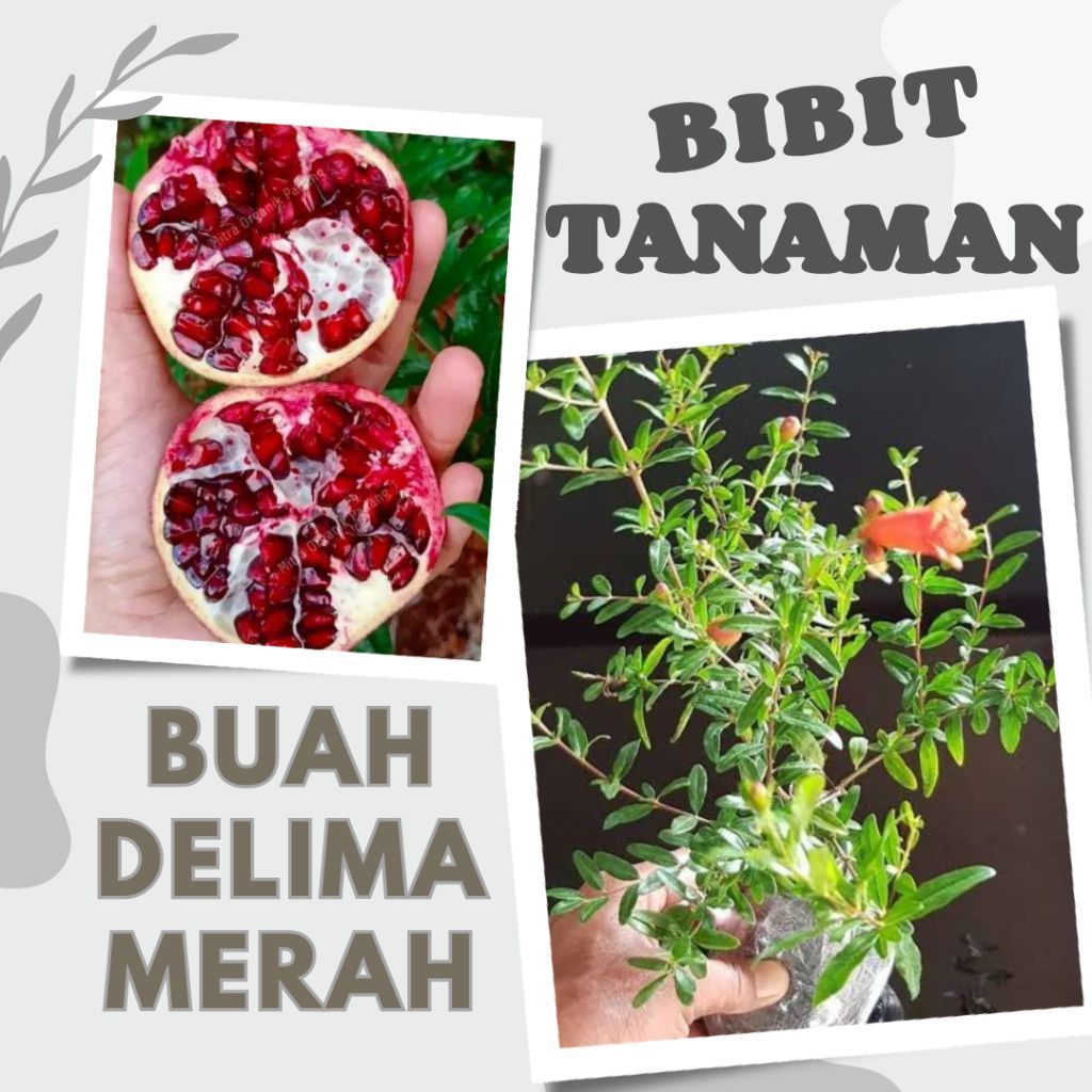 Bibit tanaman delima merah - bibit buah delima - delima siap tanam - bibit delima berkualitas