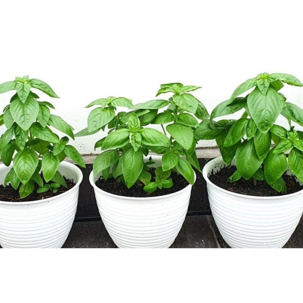 Pohon Basil/ Tanaman Basil/ Tanaman Herbal Basil/ Bumbu Masakan/ Pohon Basil Murah Berkualitas