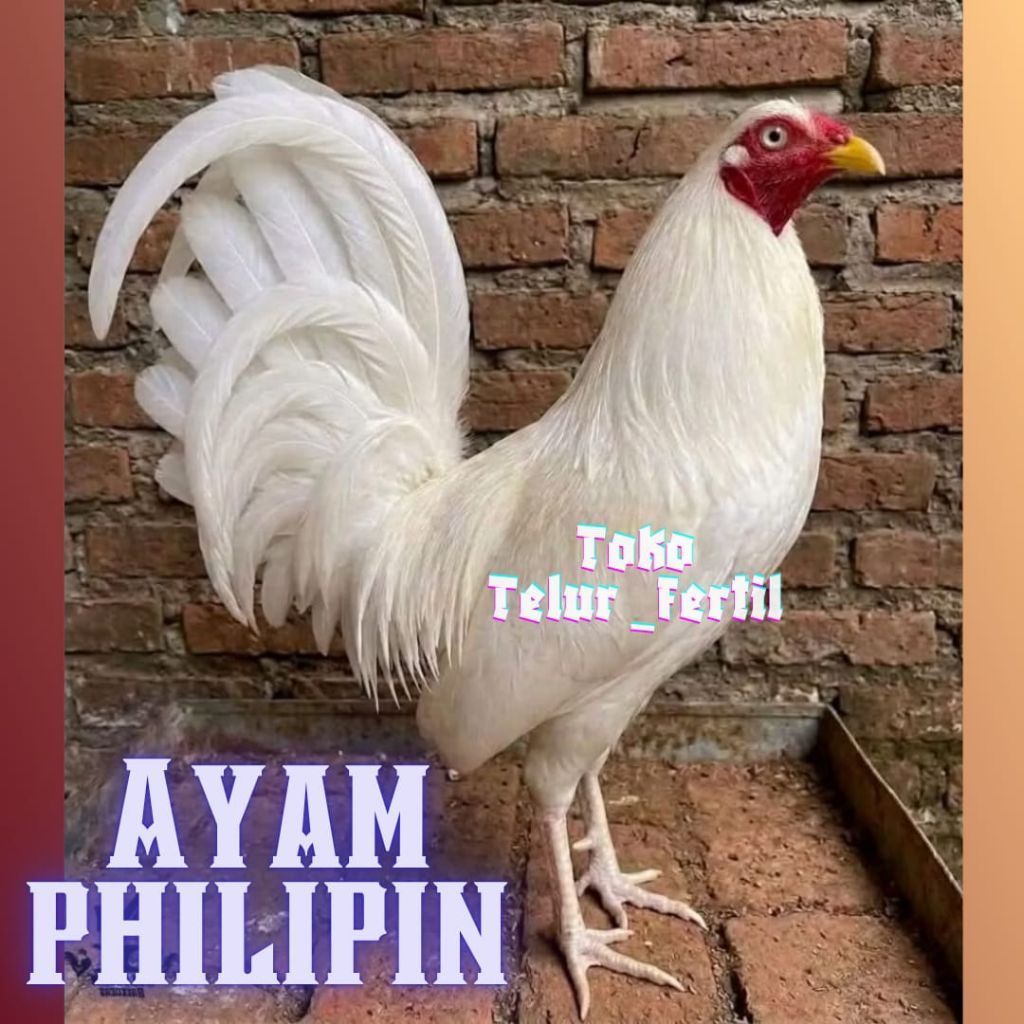 TELUR  AYAM PHILIPIN ORIGINAL UNTUK DITETASKAN