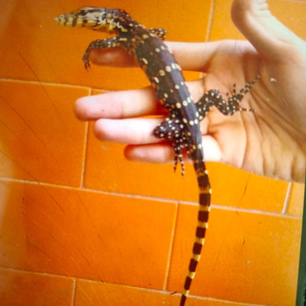 Anakan biawak/salva
