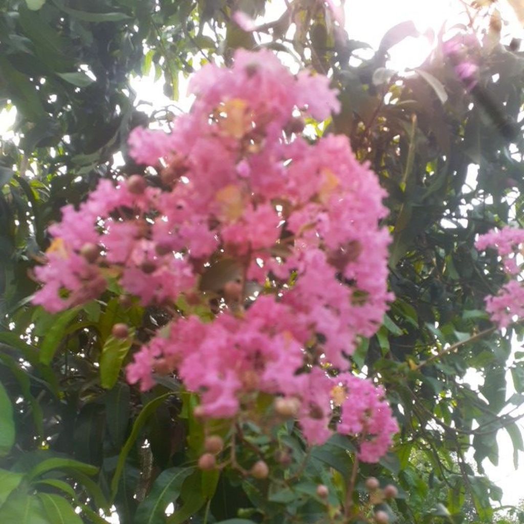 bibit hidup bunga sakura lokal