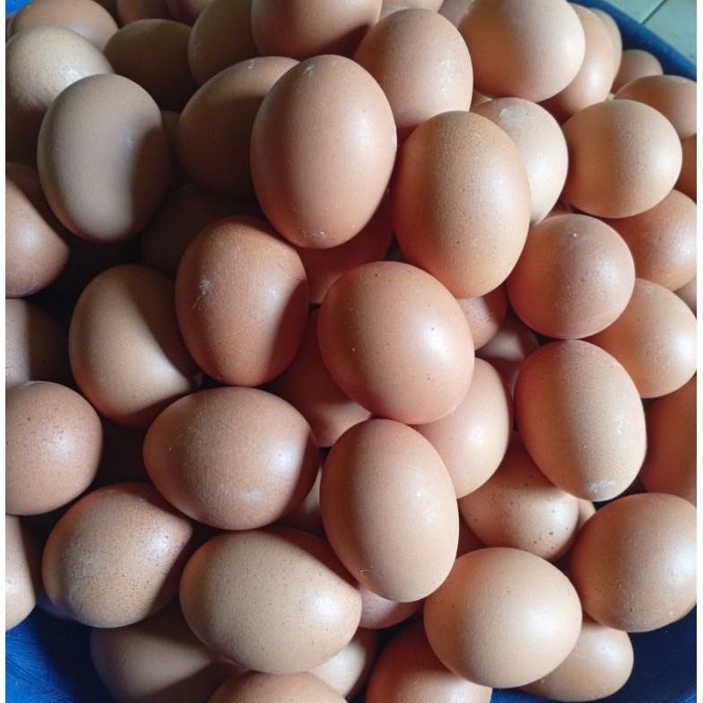 telur ayam negri segar per 1kg