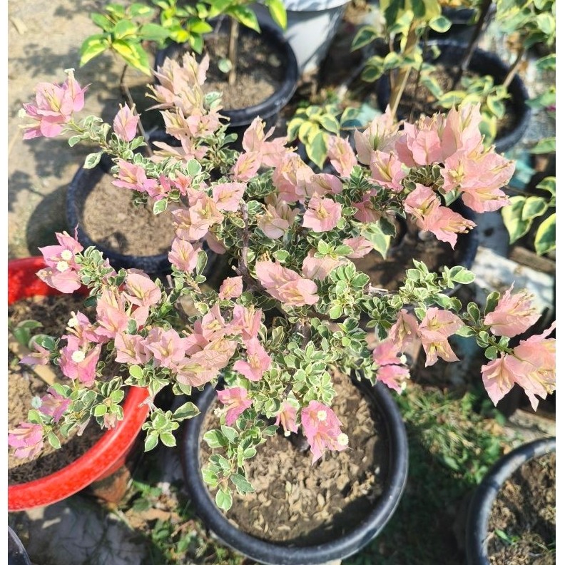 bougenville sakura blacan grafting