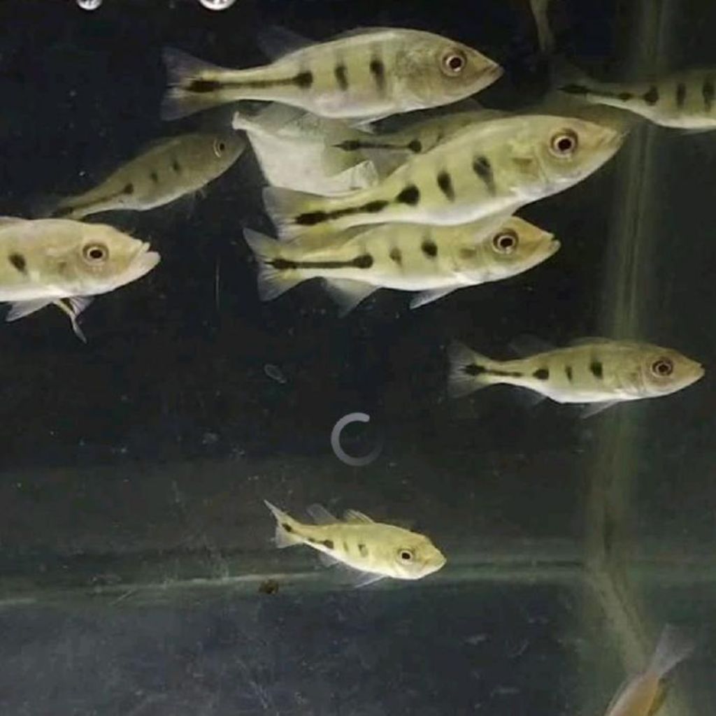 pbass monoculus grade