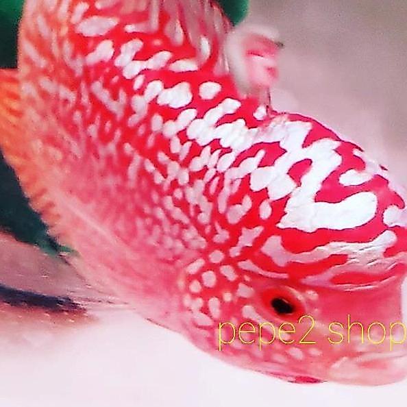 Louhan King Kamfa F2 Super Red Candy Crosshead Terbaru 