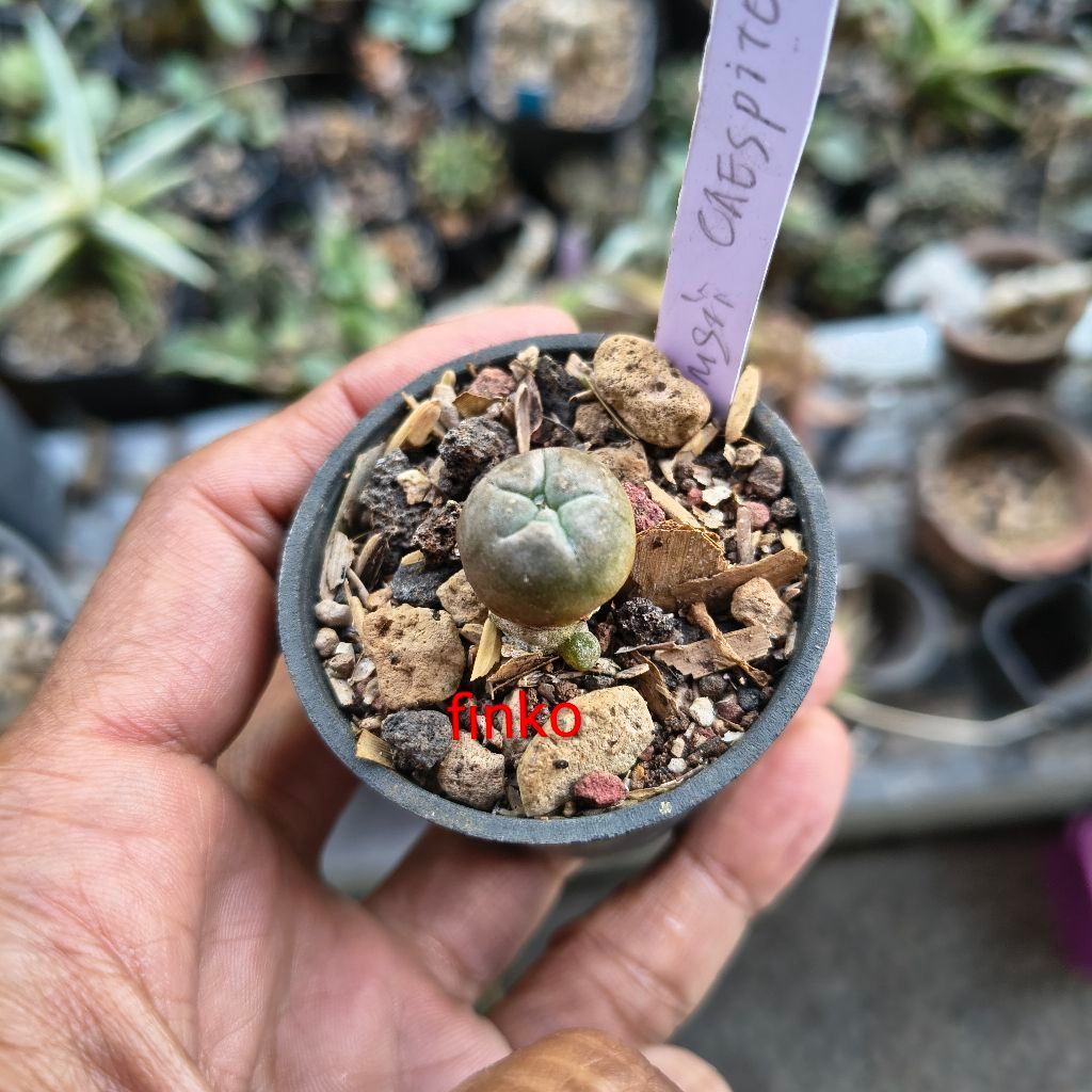 lophophora williamsii caespitosa