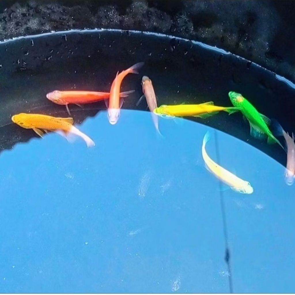 Ikan Glofish Tetra  Size Dewasa