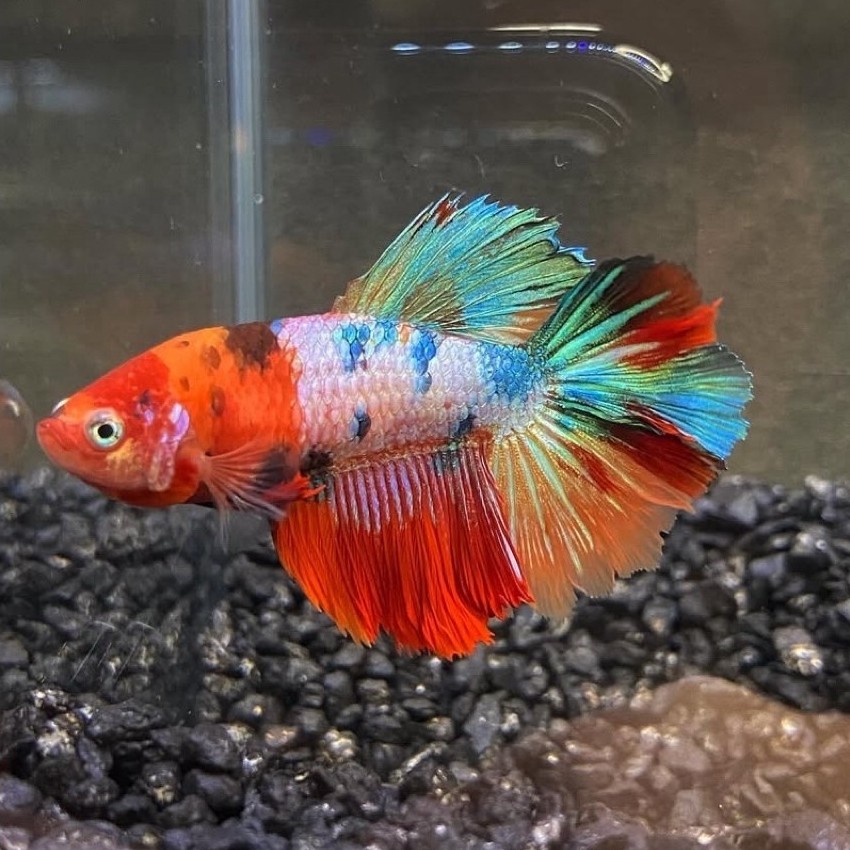 cupang halfmoon nemo betina warna bagus