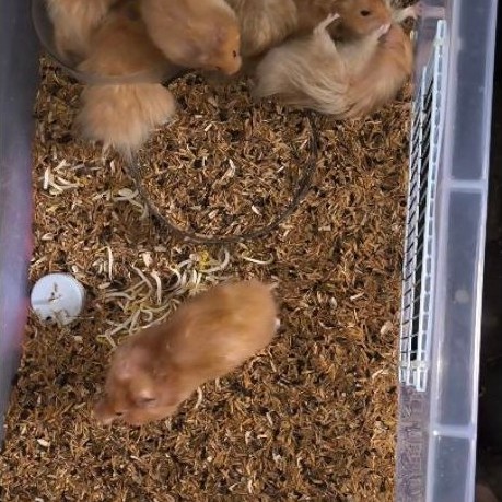 Hamster syrian Long hair indukan