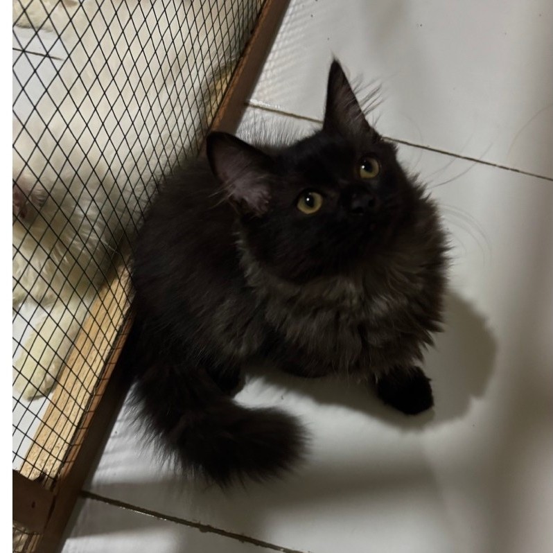 kitten persia mix mc