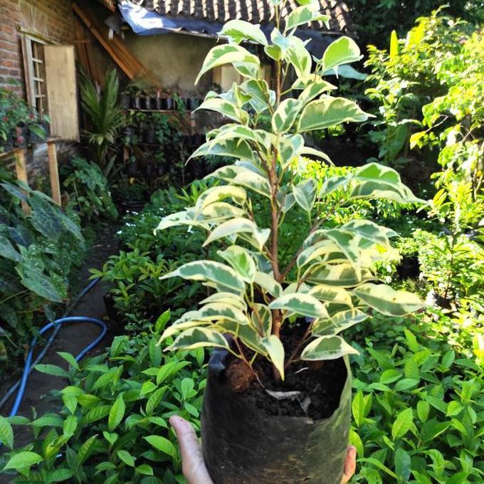Beringin Putih Variegata Bringin Putih Varigata Ficus Benjamina