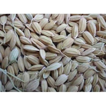 GABAH LAMPUNG / GABAH BANGKOK KECIL 1 KG