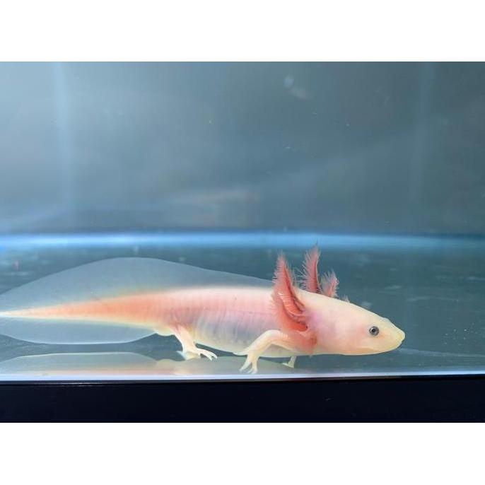DAVITBRAKENS99 - AXOLOTL LEUCISTIC MATA HITAM PREMIUM QUALITY IKAN AXOLOTL
