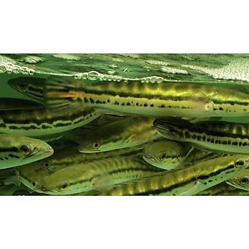 Hiasan Aquarium Toman Ikan Hias Sehat 13-15cm