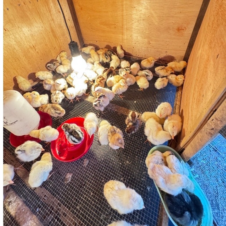 DOC AYAM ELBA / AYAM KAMPUNG PETELUR