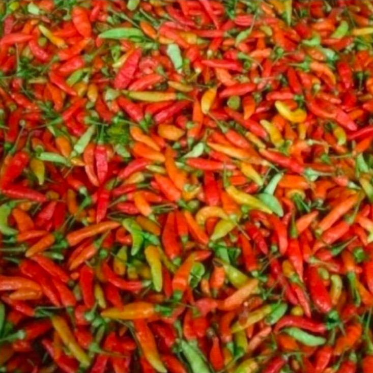 CABE CAPLAK/CABE SETAN/CABE GEPREK