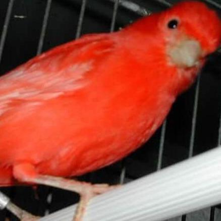 VERSELE LAGA - CANTAX VITAMIN PEWARNA MERAH BURUNG RED KENARI CANTAXIN
