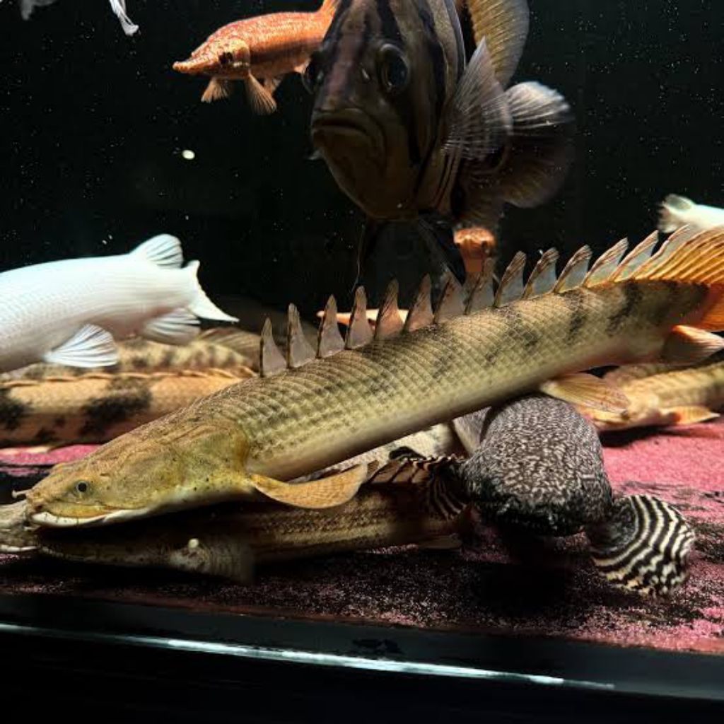 Palmas Congicus (Polypterus congicus)