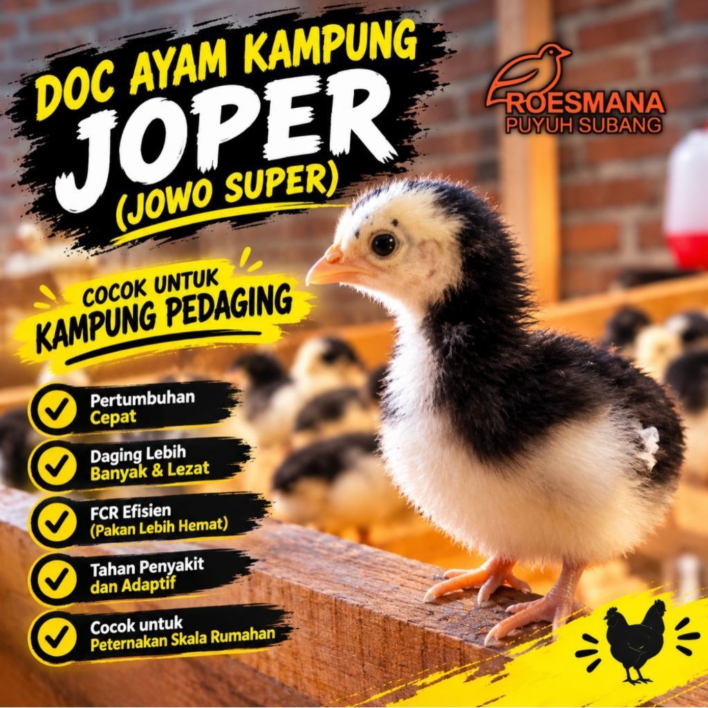 DOC KAMPUNG JOPER (JOWO SUPER)