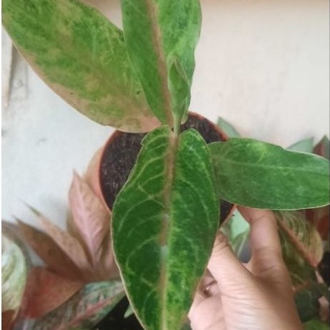 Aglonema Tembaga Greg