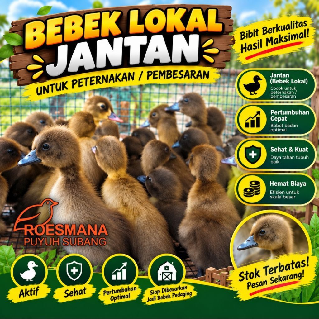 DOD BEBEK LOKAL JANTAN