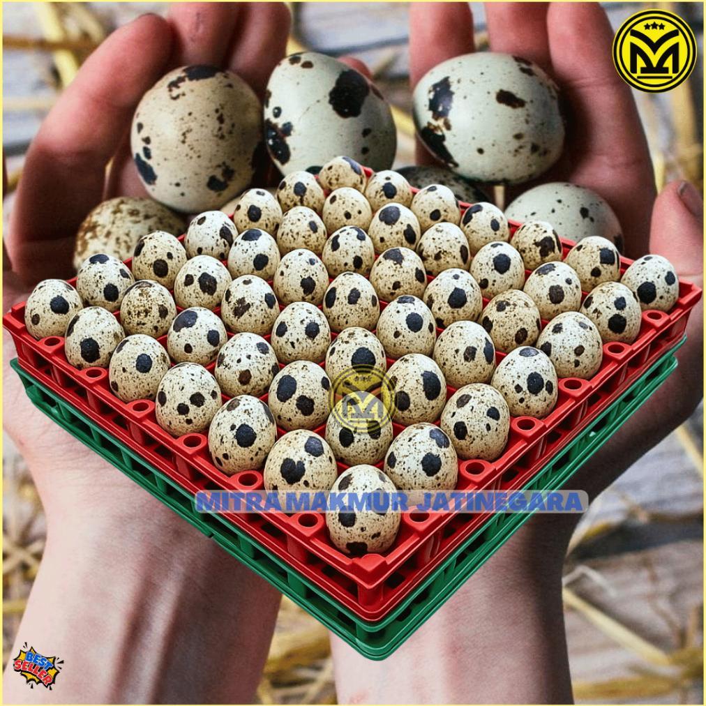 KRAT TELUR PUYUH PLASTIK ISI 90 TELUR TRAY EGG PUYUH KRAT PLASTIK TELOR PUYUH EGG TRAY MURAH