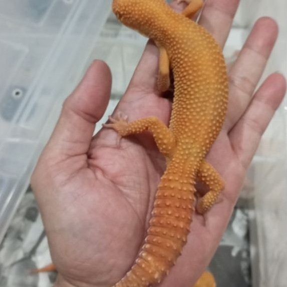 Gecko Sunglow Tomatto Ovul