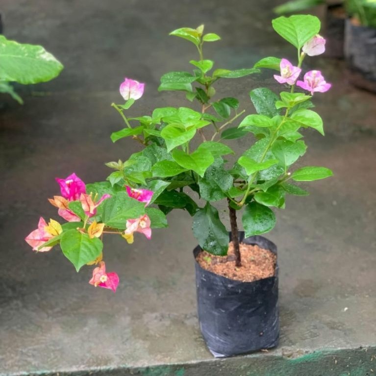 BOUGENVILLE GOLDEN RAO X POETRY ORI - IMPORT 2 WARNA (SIAP TANAM)