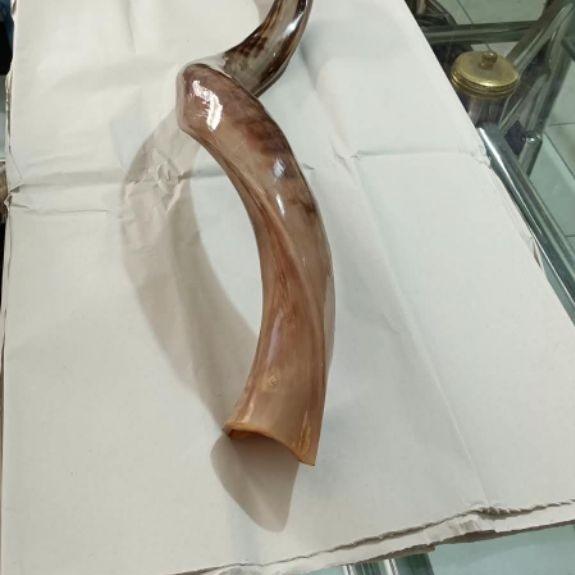 Alat musik Yemenite Kudu Shofar 70 cm Full Polished dari Israel