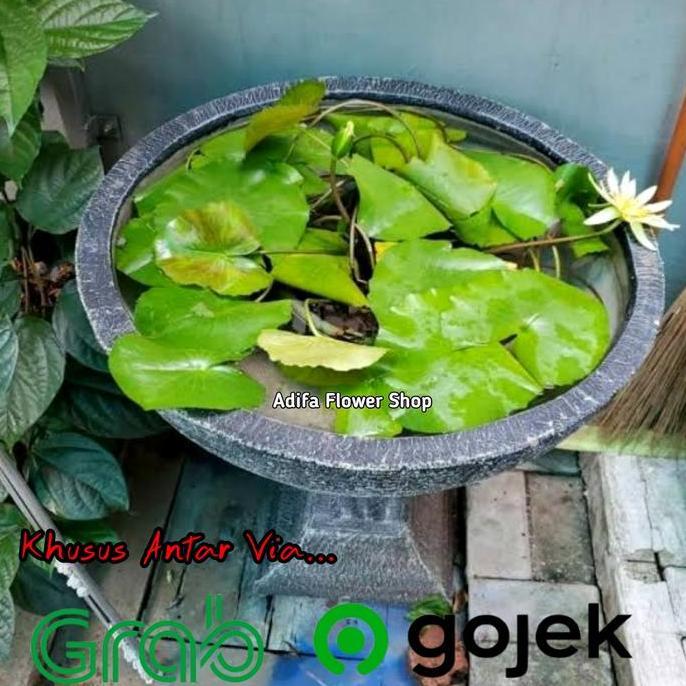 POT MINIMALIS / POT TERATAI / POT BULAT UNTUK TERATAI 50 CM