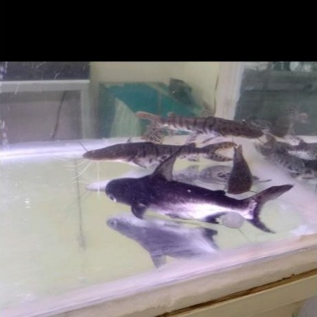 Ikan Genghis Khan Hiu Air Tawar 20-22cm