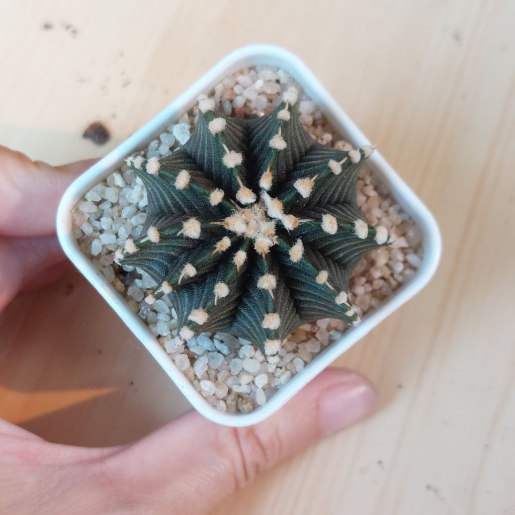 Gymno Gymnocalycium Miha LB VOS Tarantula Gradasi Ungu Green 1 set pot