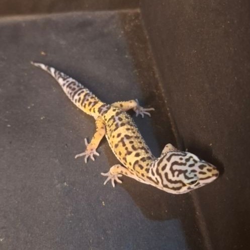 Leopard Gecko Male - Tangerine Black Night het Tremper - Usia Juve Jantan Sehat Mulus HG113