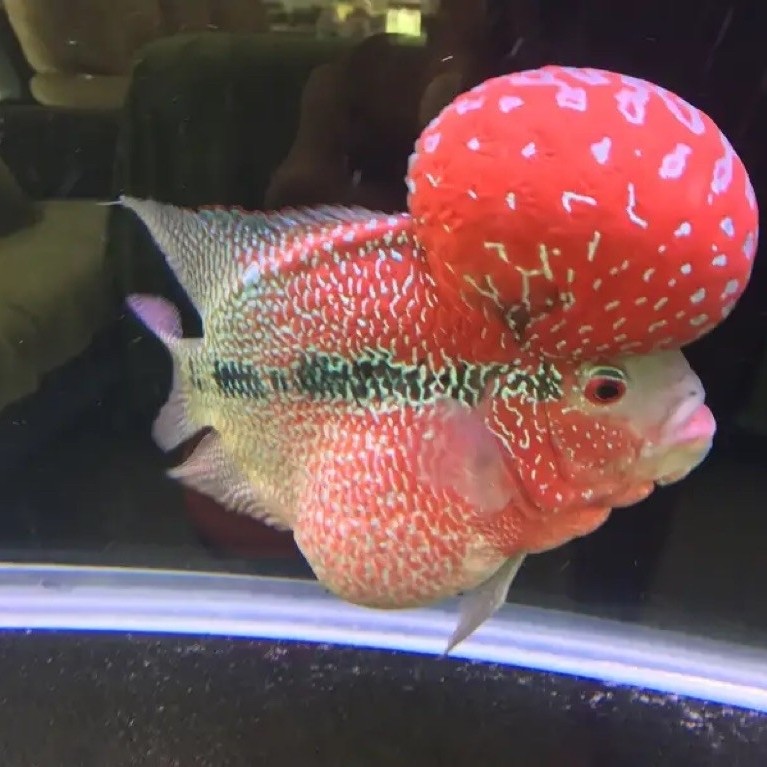 Burayak Louhan SRM Super Red Monkey Thailand, Warna Merah Menawan size 3 cm