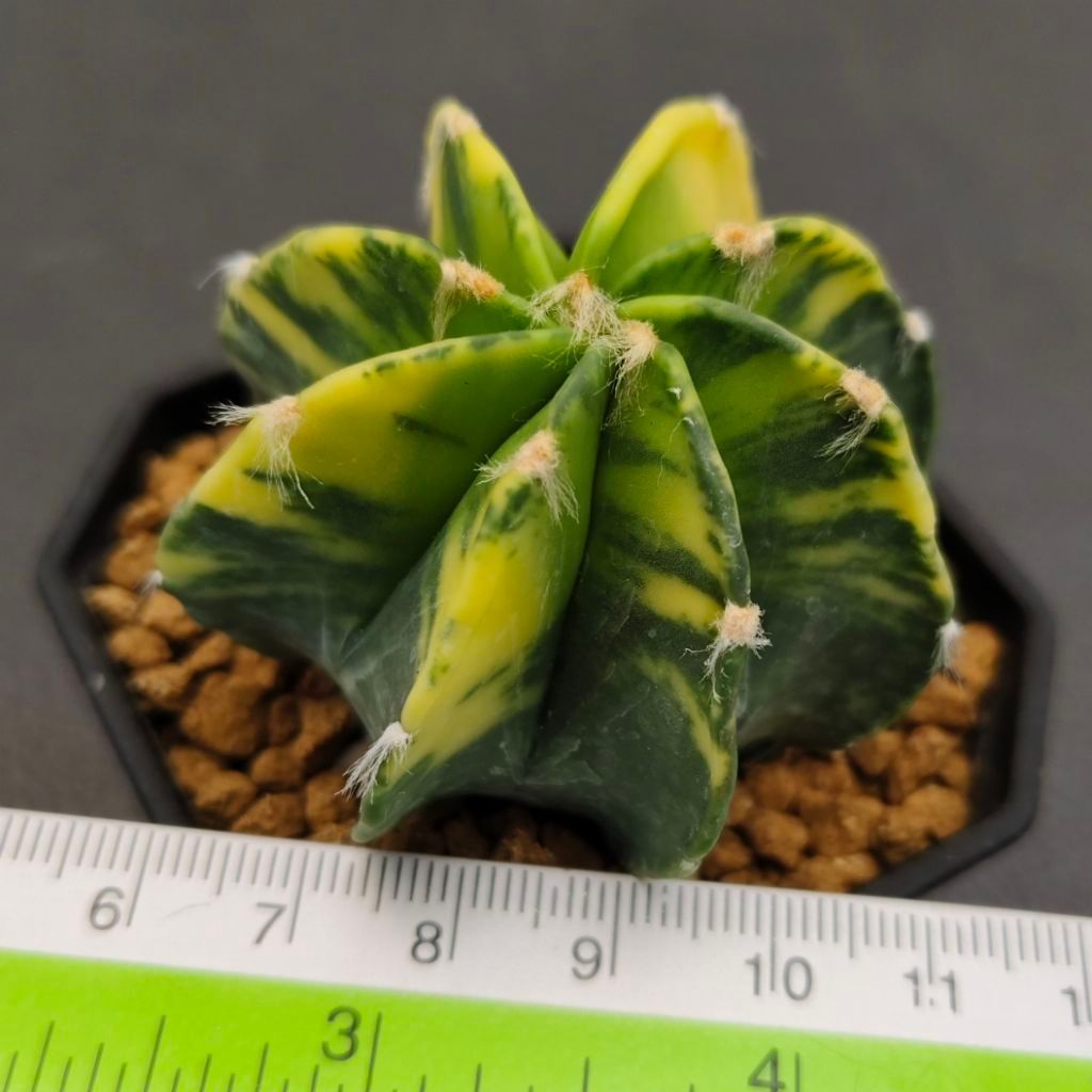 Tanaman Kaktus Astrophytum capricorne variegata