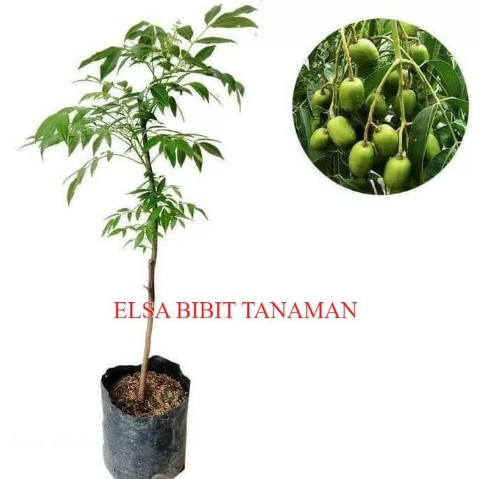 BIBIT BUAH KEDONDONG/DONDONG ( CEPAT BERBUAH )