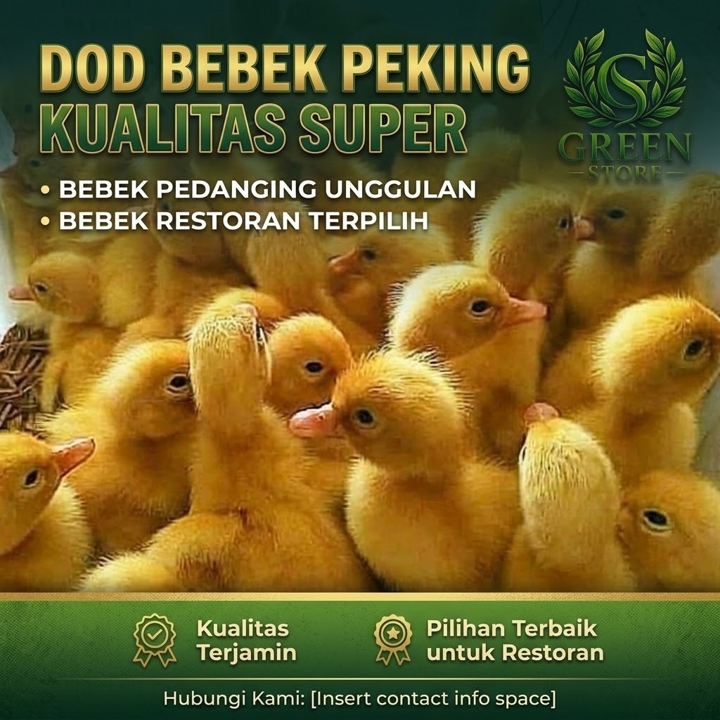 TERMURAH SEBANDUNG,DOD BEBEK PEKING ,BEBEK RESTO BEBEK PEDAGING KUALITAS SUPER